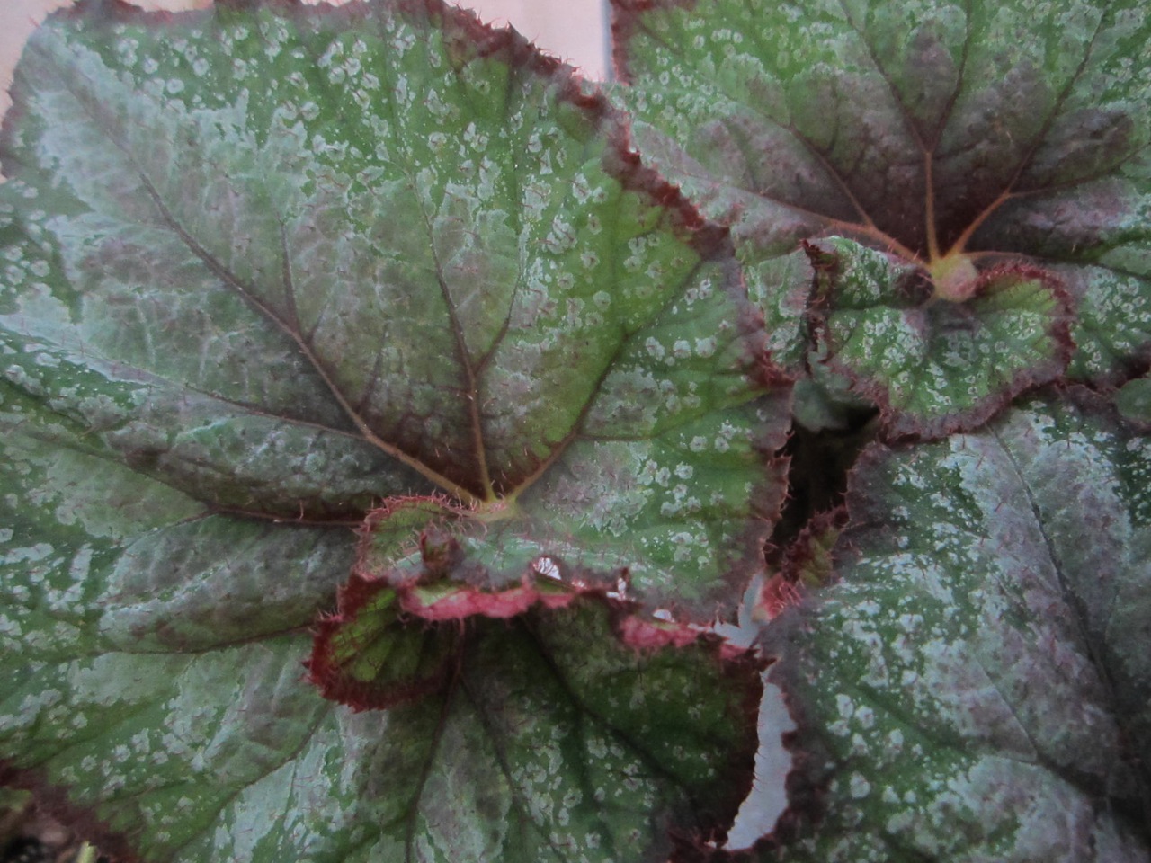 B. ‘Pilgrim’